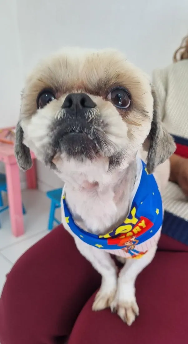 Cachorro raça Shitzu idade 4 anos nome Olaf