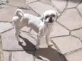 Olaf