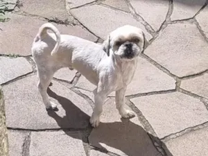 Cachorro raça Shitzu idade 4 anos nome Olaf