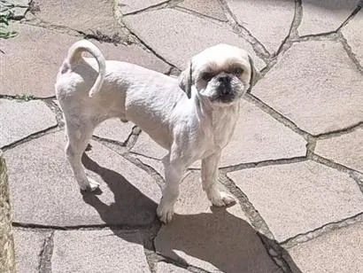 Cachorro raça Shitzu idade 4 anos nome Olaf