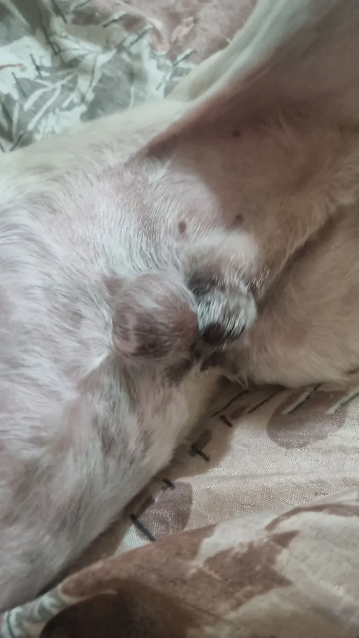 Cachorro raça Shitzu idade 4 anos nome Olaf