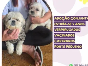 Cachorro raça SRD-ViraLata idade 4 anos nome Valentina e Frederico 