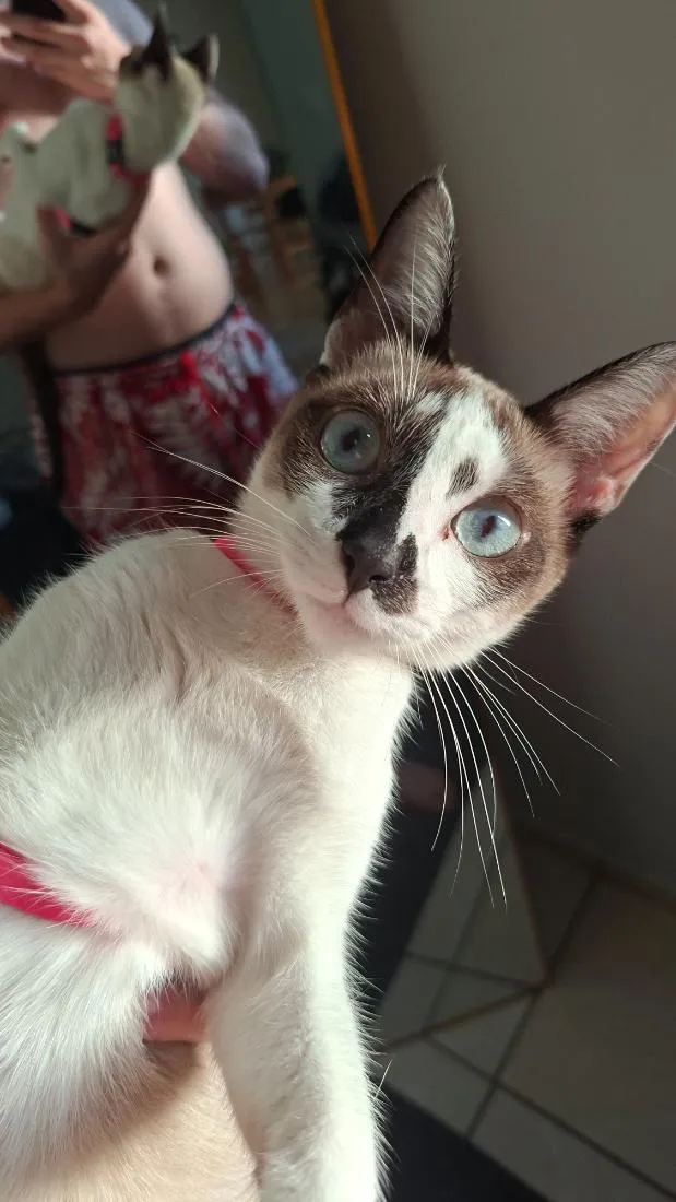 Gato raça SRD-ViraLata idade 2 a 6 meses nome Lola