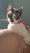 Lola