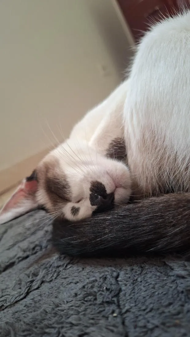 Gato raça SRD-ViraLata idade 2 a 6 meses nome Lola