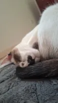 Lola