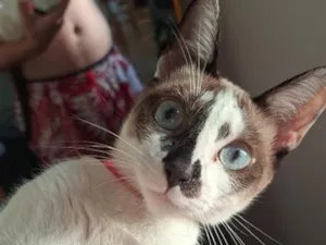 Gato raça SRD-ViraLata idade 2 a 6 meses nome Lola