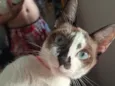 Lola