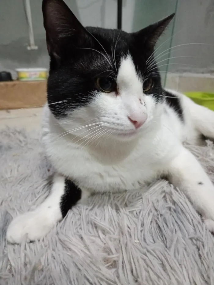 Gato raça SRD-ViraLata idade 1 ano nome Frajola