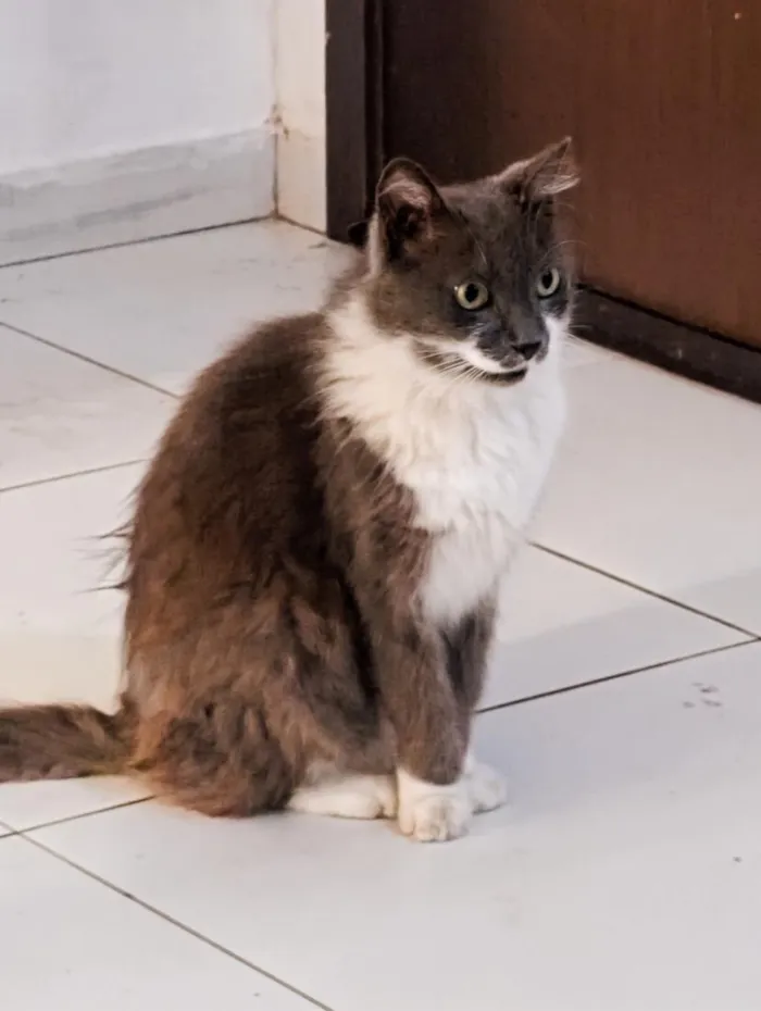 Gato raça SRD-ViraLata idade 6 ou mais anos nome Sasha