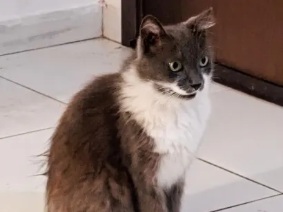 Gato raça SRD-ViraLata idade 6 ou mais anos nome Sasha