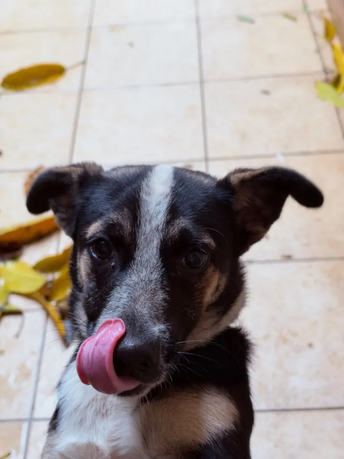Cachorro raça SRD-ViraLata idade 7 a 11 meses nome Bingo