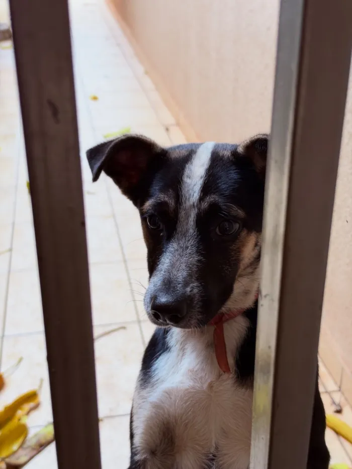 Cachorro raça SRD-ViraLata idade 7 a 11 meses nome Bingo
