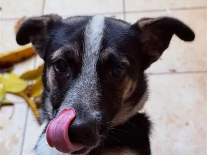 Cachorro raça SRD-ViraLata idade 7 a 11 meses nome Bingo