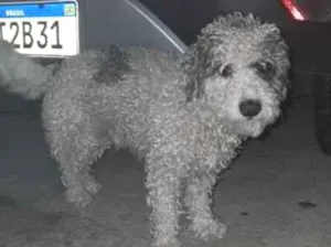 Cachorro raça Poodle idade 2 anos nome Marshow