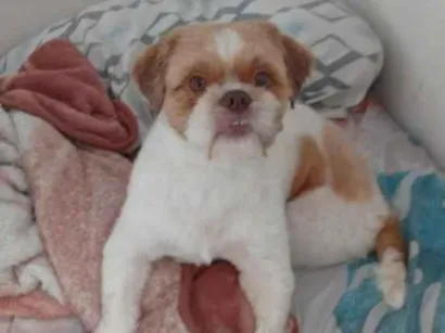 Cachorro raça Shitzu idade 2 anos nome Melão