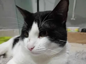 Gato raça SRD-ViraLata idade 1 ano nome Frajola