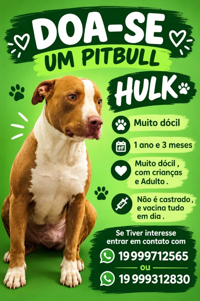 Cachorro raça Pit-Bull idade 1 ano nome Hulk