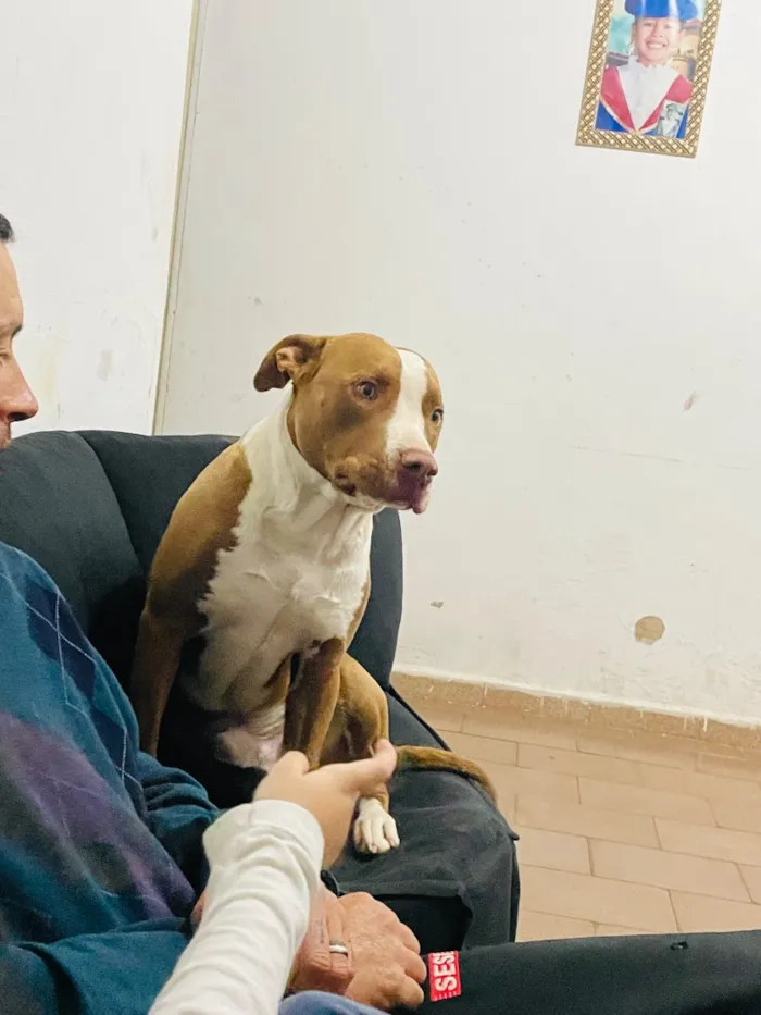 Cachorro raça Pit-Bull idade 1 ano nome Hulk