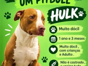 Cachorro raça Pit-Bull idade 1 ano nome Hulk