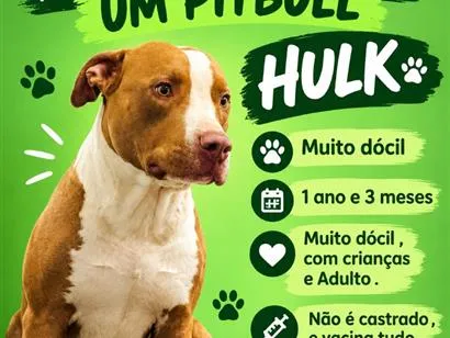 Cachorro raça Pit-Bull idade 1 ano nome Hulk