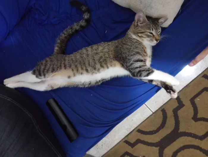 Gato raça SRD-ViraLata idade 2 anos nome Aurora 