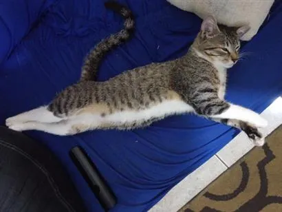 Gato raça SRD-ViraLata idade 2 anos nome Aurora 