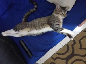 Gato raça SRD-ViraLata idade 2 anos nome Aurora 