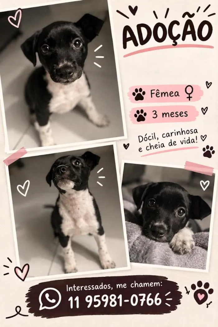 Cachorro raça SRD-ViraLata idade 2 a 6 meses nome Ollie