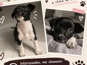 Cachorro raça SRD-ViraLata idade 2 a 6 meses nome Ollie
