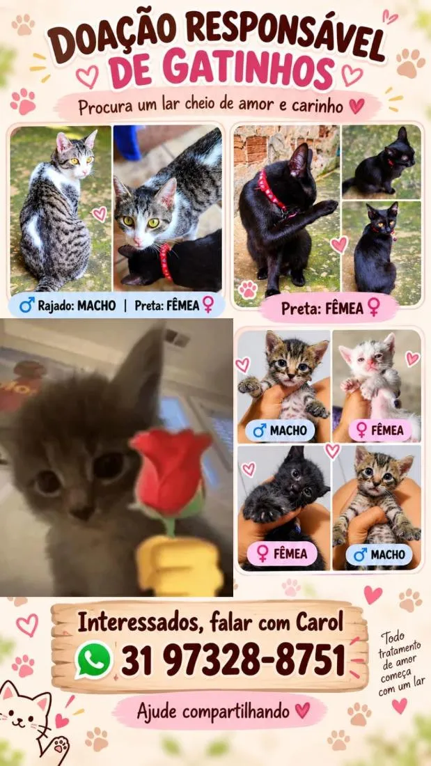 Gato raça Siamês idade Abaixo de 2 meses nome safira, Luna, Thayes, thalisson, Taylor, bella