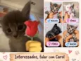 safira, Luna, Thayes, thalisson, Taylor, bella