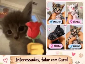 Gato raça Siamês idade Abaixo de 2 meses nome safira, Luna, Thayes, thalisson, Taylor, bella