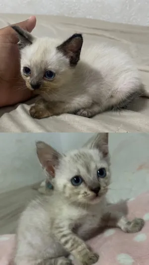 Gato raça  idade 2 a 6 meses nome Não tem 