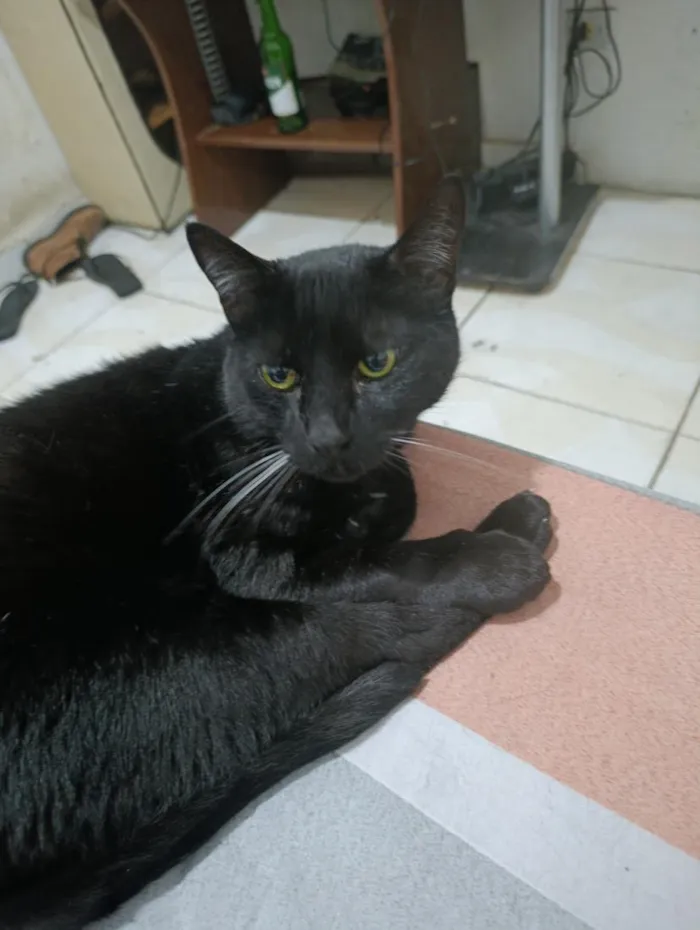 Gato raça SRD-ViraLata idade 4 anos nome Kuro