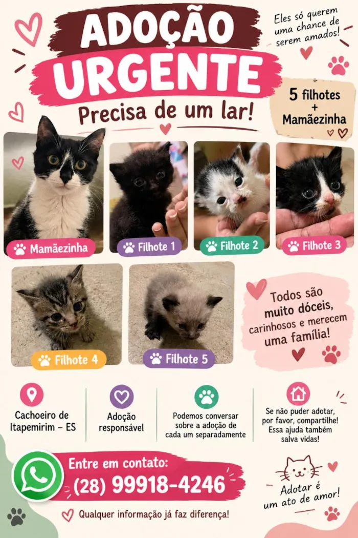 Gato raça SRD-ViraLata idade 1 ano nome sem nome