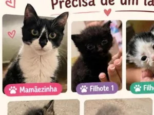Gato raça SRD-ViraLata idade 1 ano nome sem nome