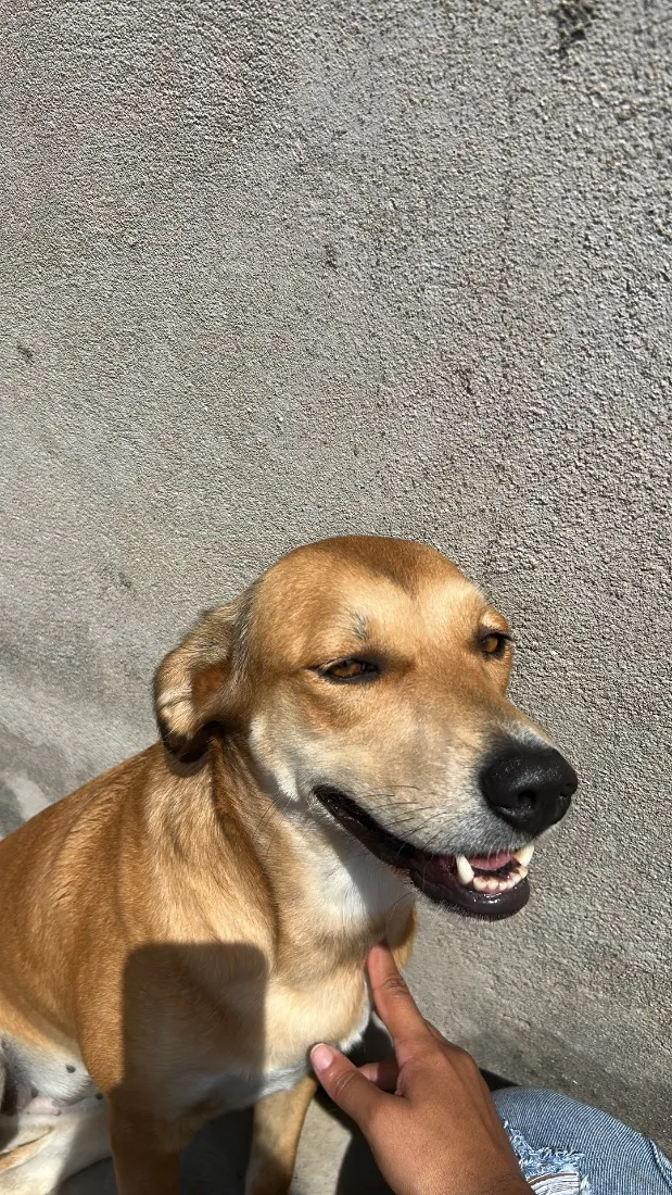 Cachorro raça SRD-ViraLata idade 3 anos nome Kiara