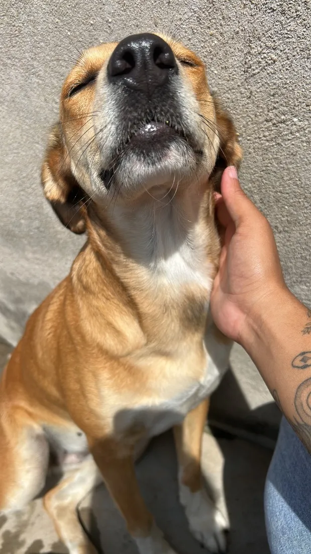 Cachorro raça SRD-ViraLata idade 3 anos nome Kiara