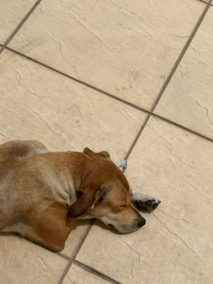 Cachorro raça SRD-ViraLata idade 3 anos nome Kiara