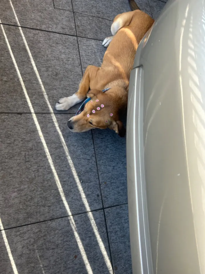 Cachorro raça SRD-ViraLata idade 3 anos nome Kiara
