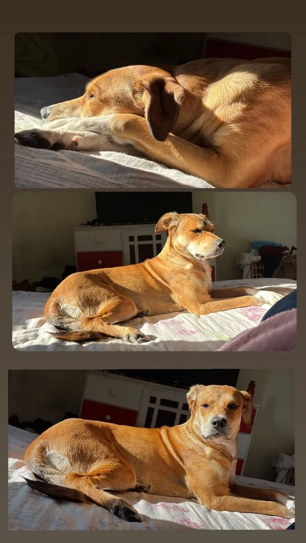 Cachorro raça SRD-ViraLata idade 3 anos nome Kiara