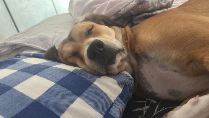 Cachorro raça SRD-ViraLata idade 3 anos nome Kiara