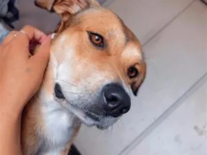 Cachorro raça SRD-ViraLata idade 3 anos nome Kiara