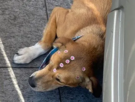Cachorro raça SRD-ViraLata idade 3 anos nome Kiara