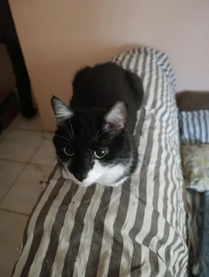 Gato raça SRD-ViraLata idade 4 anos nome Chibi