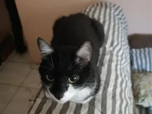Gato raça SRD-ViraLata idade 4 anos nome Chibi