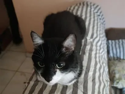 Gato raça SRD-ViraLata idade 4 anos nome Chibi