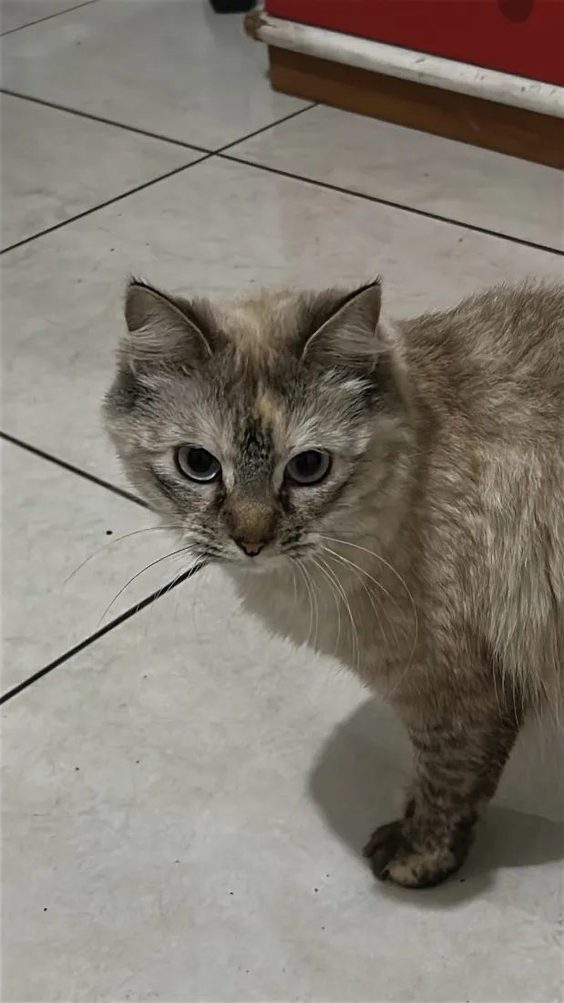 Gato raça SRD-ViraLata idade 1 ano nome Dora