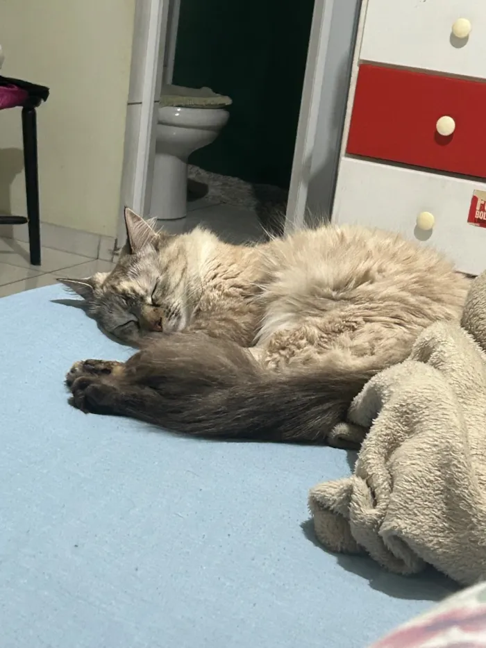 Gato raça SRD-ViraLata idade 1 ano nome Dora